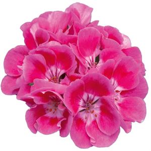 Afbeelding van Geranium Staand P12 Moonlight Vineta